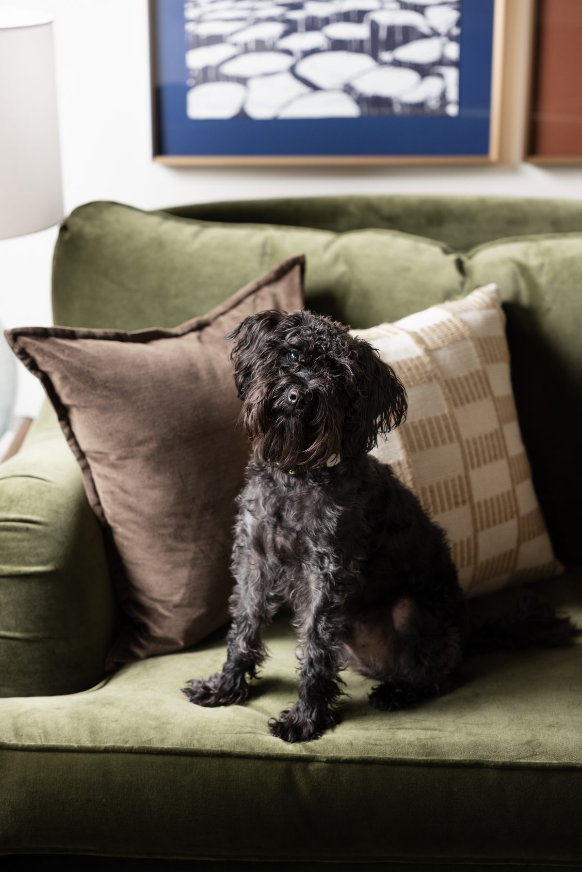 The family&rsquo;s black dog sitting proudly on the green velvet sofa between brown velvet and checked pillows